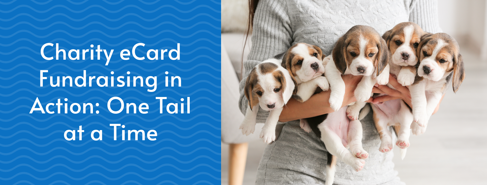 This post is a case study for how One Tail at a Time used charity eCards to fundraise.