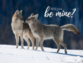 Project Coyote eCards